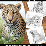 cheetah coloring pages by happy colorist