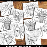 beetle coloring pages by Happy Colorist