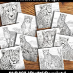 cheetah coloring pages by happy colorist