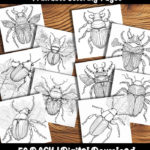 beetle coloring pages by Happy Colorist