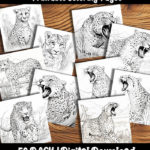 cheetah coloring pages by happy colorist