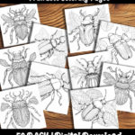 beetle coloring pages by Happy Colorist