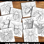 beetle coloring pages by Happy Colorist