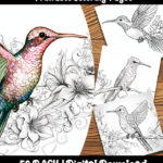 hummingbird coloring pages by happy colorist