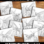 grasshopper coloring pages by happy colorist