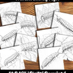 centipede coloring pages by happy colorist