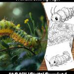 Caterpillar Coloring Pages